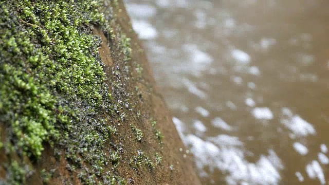 特写蕨类植物视频素材