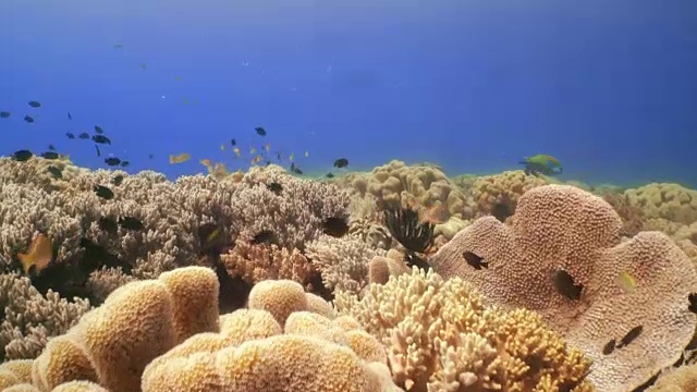 珊瑚和鱼在菲律宾的水下景观视频素材