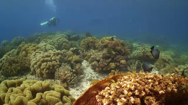 水下的海绵珊瑚和鱼在菲律宾视频素材