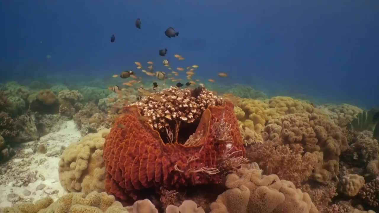 水下的海绵珊瑚和鱼在菲律宾视频素材