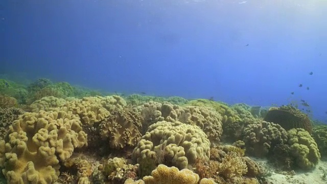 珊瑚和鱼在菲律宾的水下景观视频素材