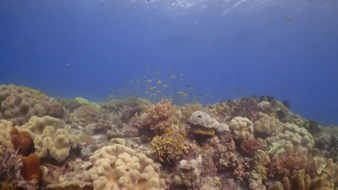 珊瑚和鱼在菲律宾的水下景观视频素材