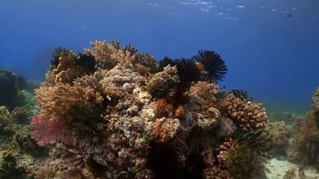 珊瑚和鱼在菲律宾的水下景观视频素材