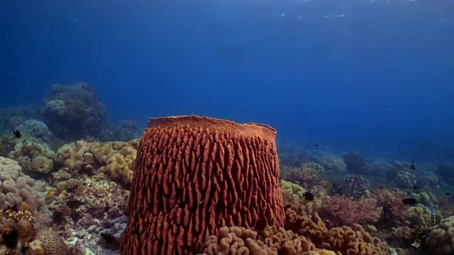 珊瑚和鱼在菲律宾的水下景观视频素材