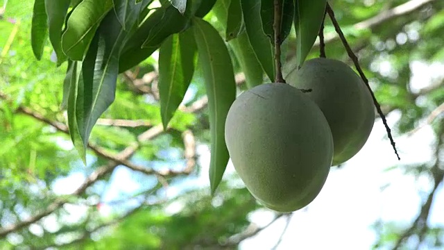 古巴特立尼达:“Guachinango”农场。绿色的芒果挂在树上。这种热带水果是来这个加勒比岛屿旅游的游客的最爱视频素材