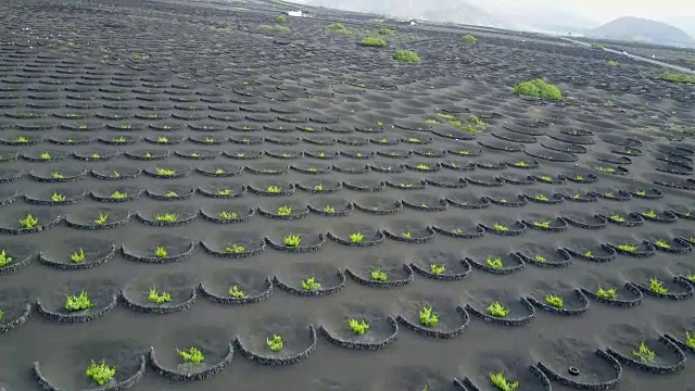 鸟瞰图la Geria葡萄园在兰萨罗特，西班牙视频素材