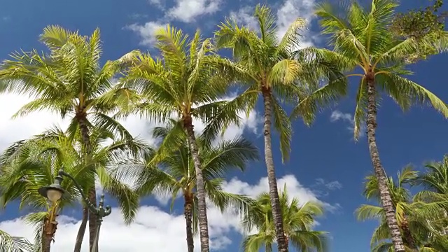 人们在夏威夷的海岸上放松和晒日光浴视频素材