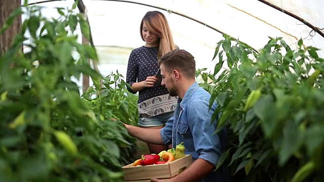 年轻的园丁在温室里种植蔬菜视频素材