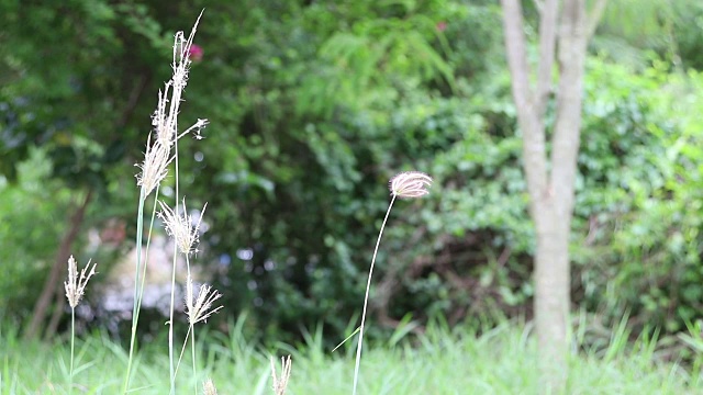 草迎风开花。视频素材