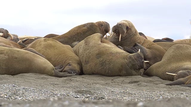 海象(Odobenus rosmarus)视频素材