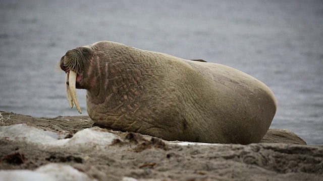 海象(Odobenus rosmarus)视频素材