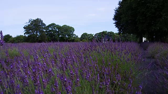 英国野花盛开视频素材