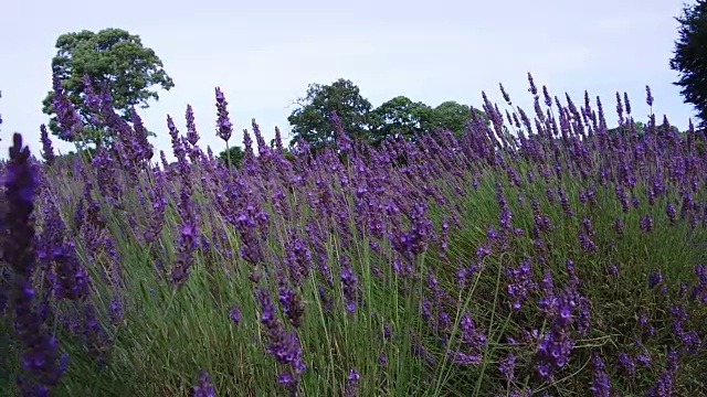 英国野花盛开视频素材