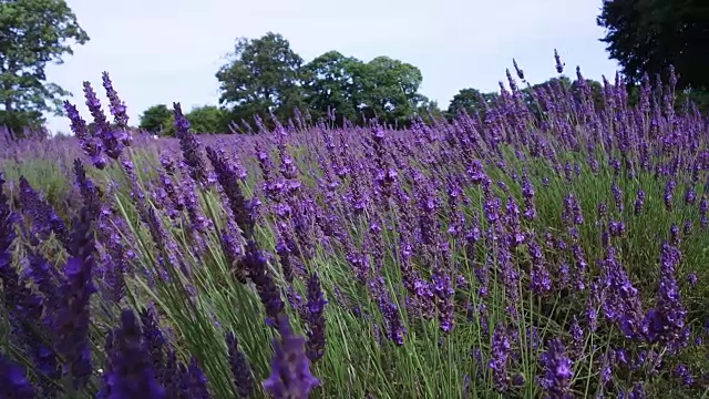 英国野花盛开视频素材