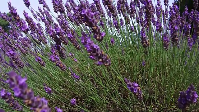 英国野花盛开视频素材