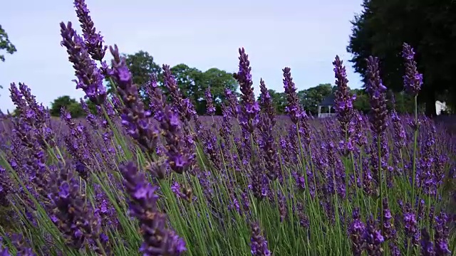 英国野花盛开视频素材