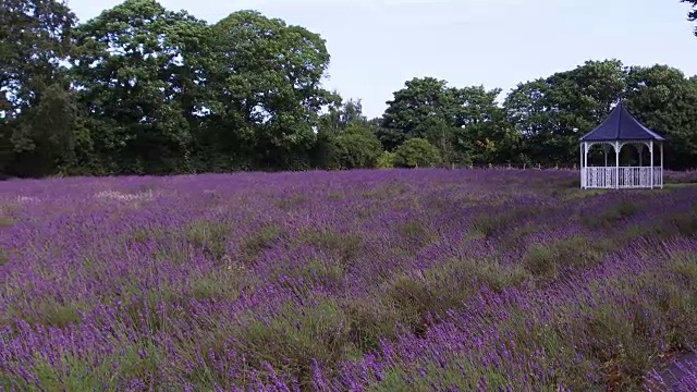 英国野花盛开视频下载