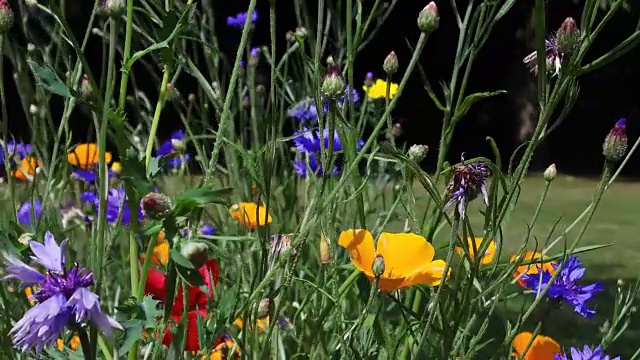 英国野花盛开视频下载