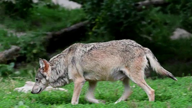 狼，犬类狼疮，奔跑视频素材