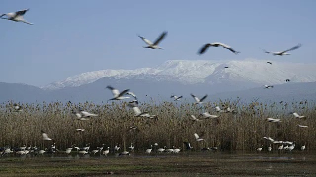 普通鹤(Grus Grus)，冬天在草裙舞山谷，以色列视频素材