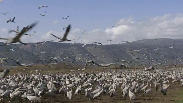 普通鹤(Grus Grus)，冬天在草裙舞山谷，以色列视频素材