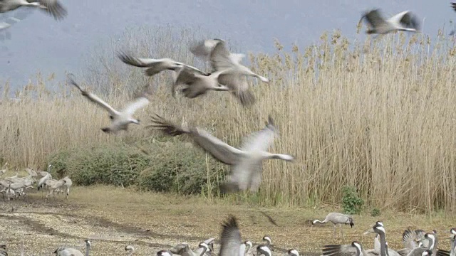 普通鹤(Grus Grus)，冬天在草裙舞山谷，以色列视频素材