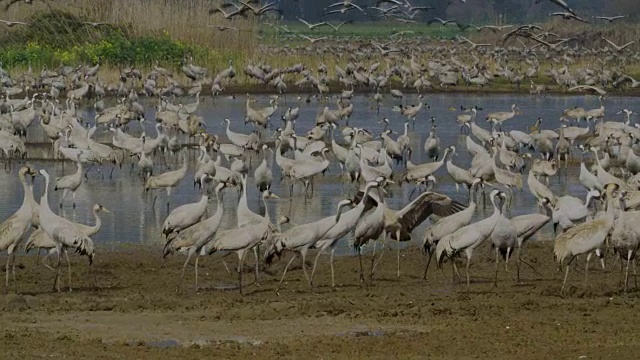 普通鹤(Grus Grus)，冬天在草裙舞山谷，以色列视频素材