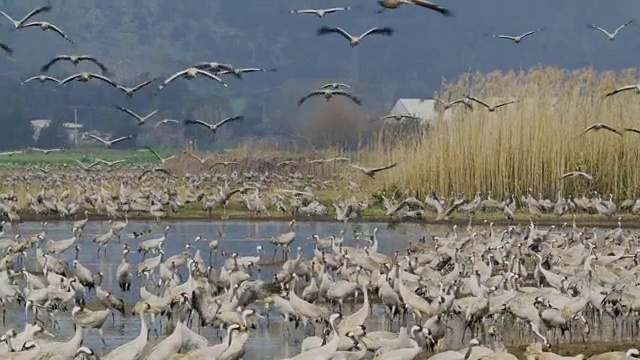 普通鹤(Grus Grus)，冬天在草裙舞山谷，以色列视频素材