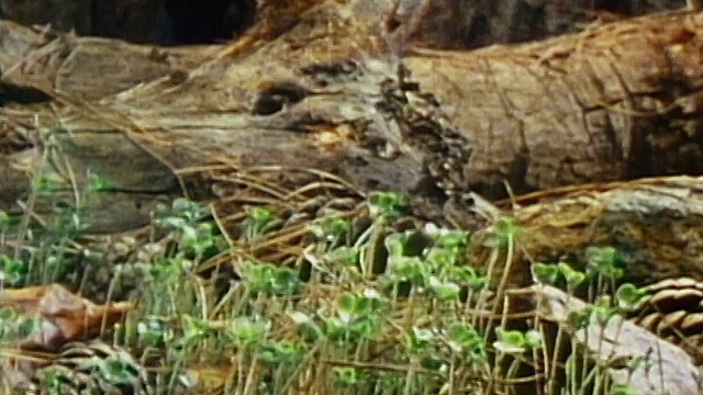 1986年时间流逝中拍摄雪融化和地面融化/草开始生长/音频视频素材