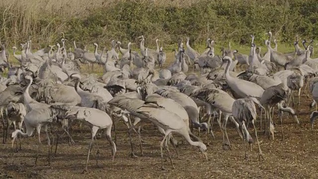 普通鹤(Grus Grus)，冬天在草裙舞山谷，以色列视频素材