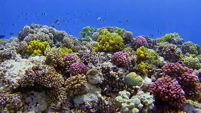 珊瑚礁的海底生物和许多热带鱼和两个潜水员在红海视频素材