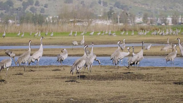 普通鹤(Grus Grus)，冬天在草裙舞山谷，以色列视频素材