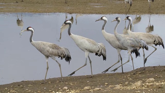 普通鹤(Grus Grus)，冬天在草裙舞山谷，以色列视频素材