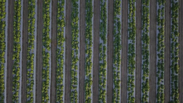 鸟瞰图飞过一排排年轻的绿色植物农田视频素材