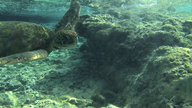 法属波利尼西亚塔希提岛Moorea岛，两只玳瑁龟(Eretmochelys imbricata bissa)在水下游泳视频素材