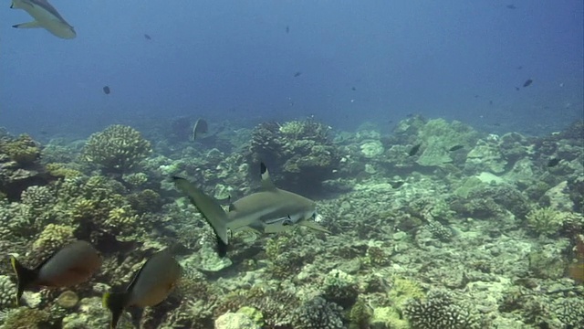 法属波利尼西亚塔希提岛莫雷亚岛，黑鳍礁鲨(Carcharhinus melanopterus)视频素材