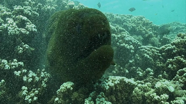 法属波利尼西亚塔希提岛摩尔里亚岛，巨型海鳗(Gymnothorax javanicus)攻击摄像机视频素材