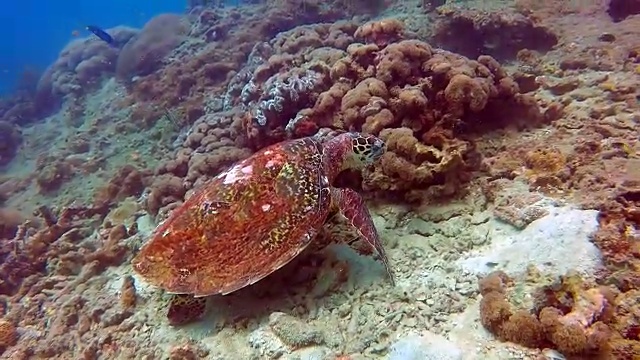 动物行为-极度濒危物种玳瑁海龟(Eretmochelys imbricata)。视频素材