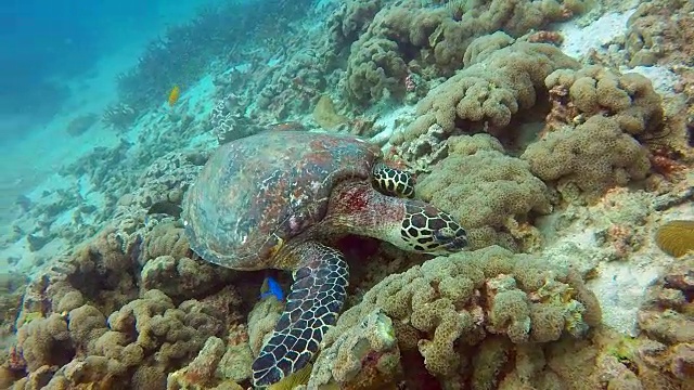 动物行为-极度濒危物种玳瑁海龟(Eretmochelys imbricata)。视频素材