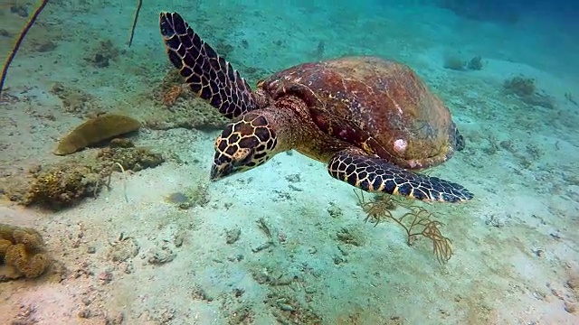 动物行为-极度濒危物种玳瑁海龟(Eretmochelys imbricata)。视频素材