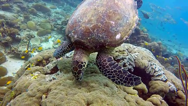 动物行为-极度濒危物种玳瑁海龟(Eretmochelys imbricata)。视频素材