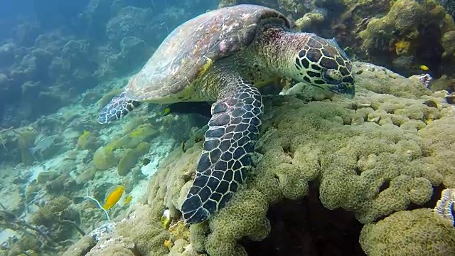 动物行为-极度濒危物种玳瑁海龟(Eretmochelys imbricata)。视频素材