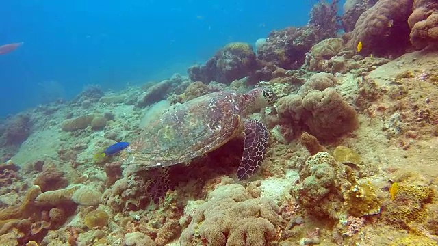 动物行为-极度濒危物种玳瑁海龟(Eretmochelys imbricata)。视频素材