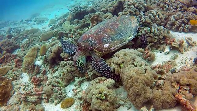 动物行为-极度濒危物种玳瑁海龟(Eretmochelys imbricata)。视频素材