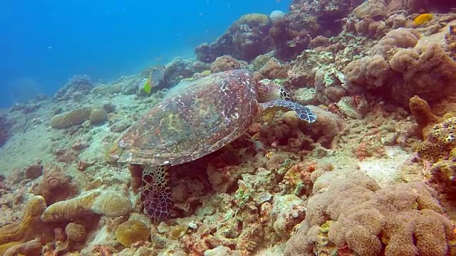 动物行为-极度濒危物种玳瑁海龟(Eretmochelys imbricata)。视频素材