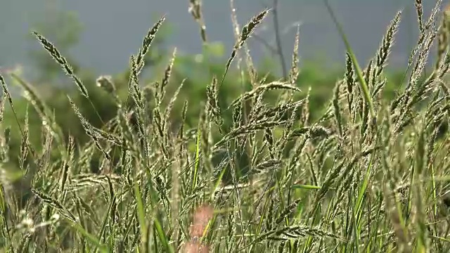 4K绿草在风中视频素材