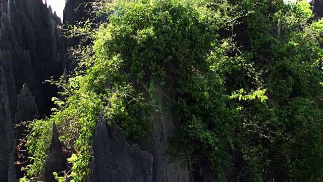 马达加斯加:贝马拉哈Tsigny的岩石和植被视频下载