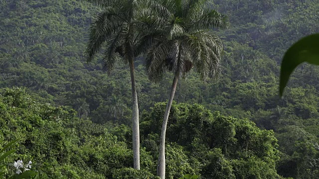 古巴旅游:在Sancti Spiritus省，“Escambray”山脉的“El Nicho”自然保护区用于生态旅游。视频素材