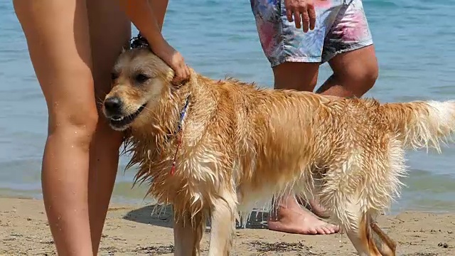 狗在海滩上玩视频素材