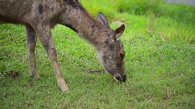 考埃国家公园的鹿视频素材